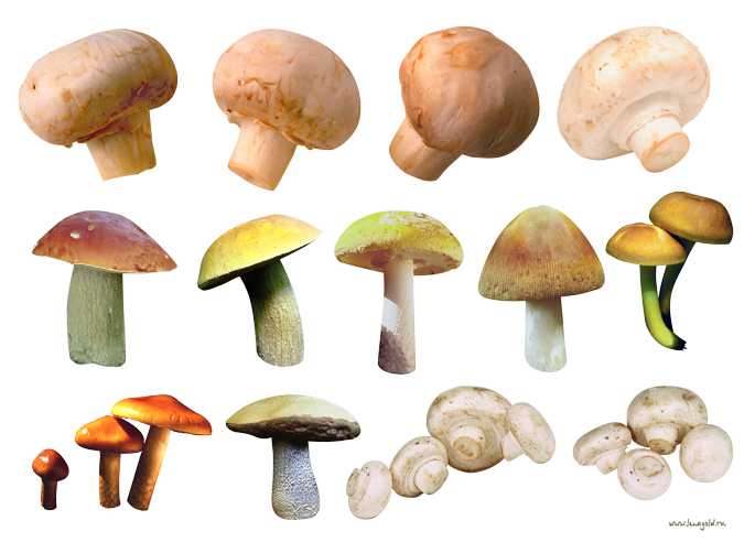 Как самому вырастить грибы